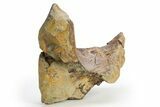 Dinosaur (Triceratops) Partial Mandible Bone - Wyoming #312020-3